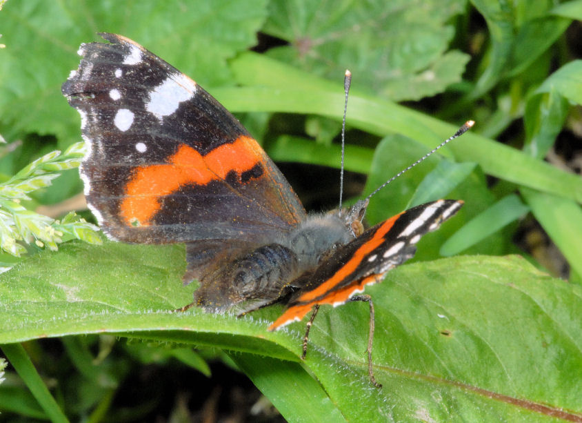 Vanessa atalanta?